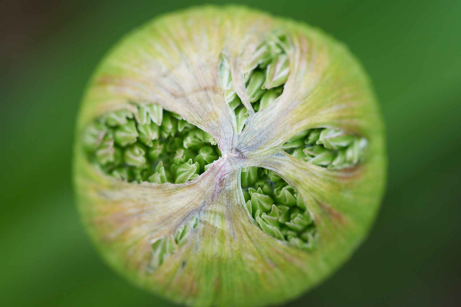 Abstract Color Photography