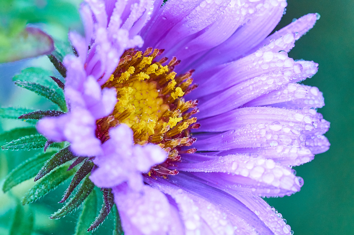 Colorful Flower Blossom