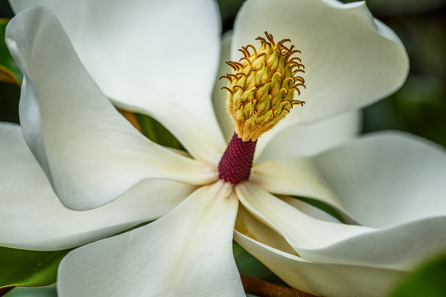 Colorful Flower Blossom