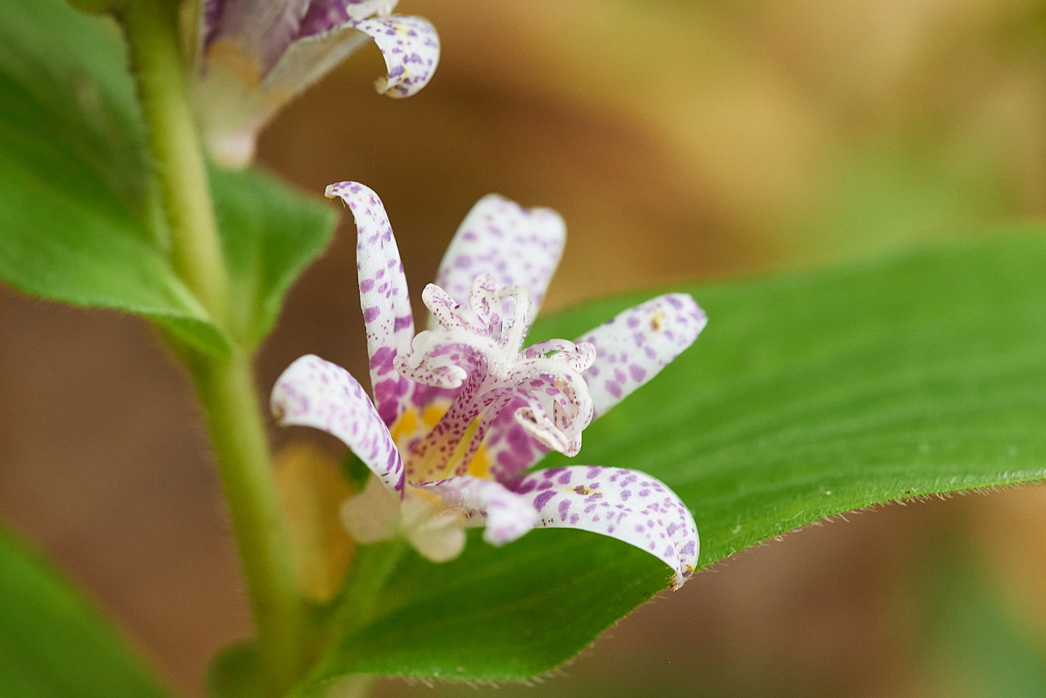 Colorful Flower Blossom