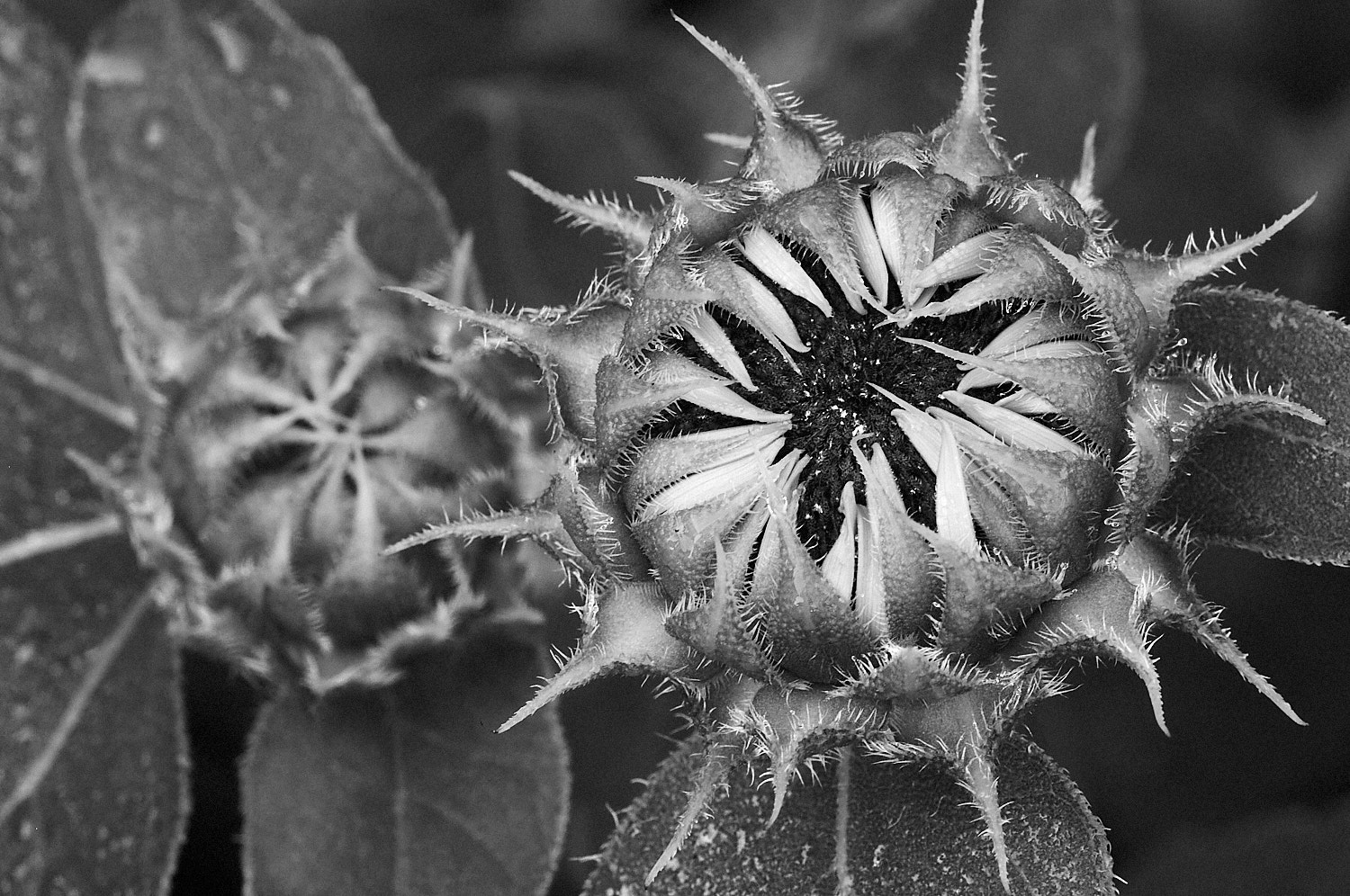 Black and White Photography