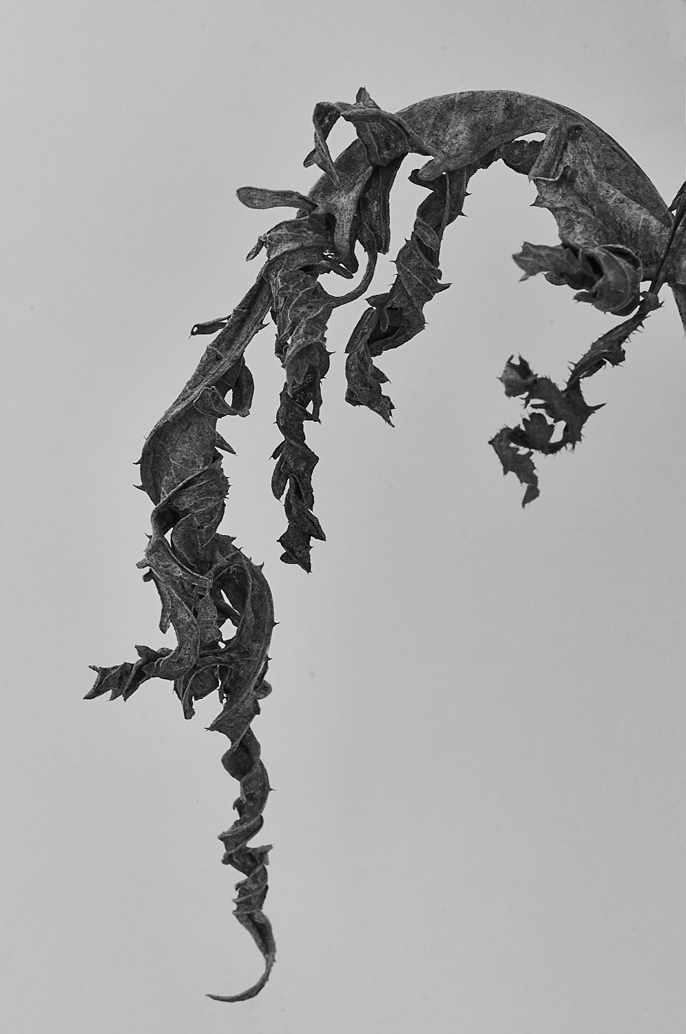 Black and White Photography