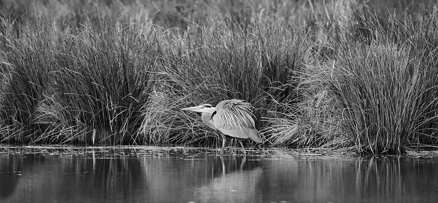 Black and White Photography