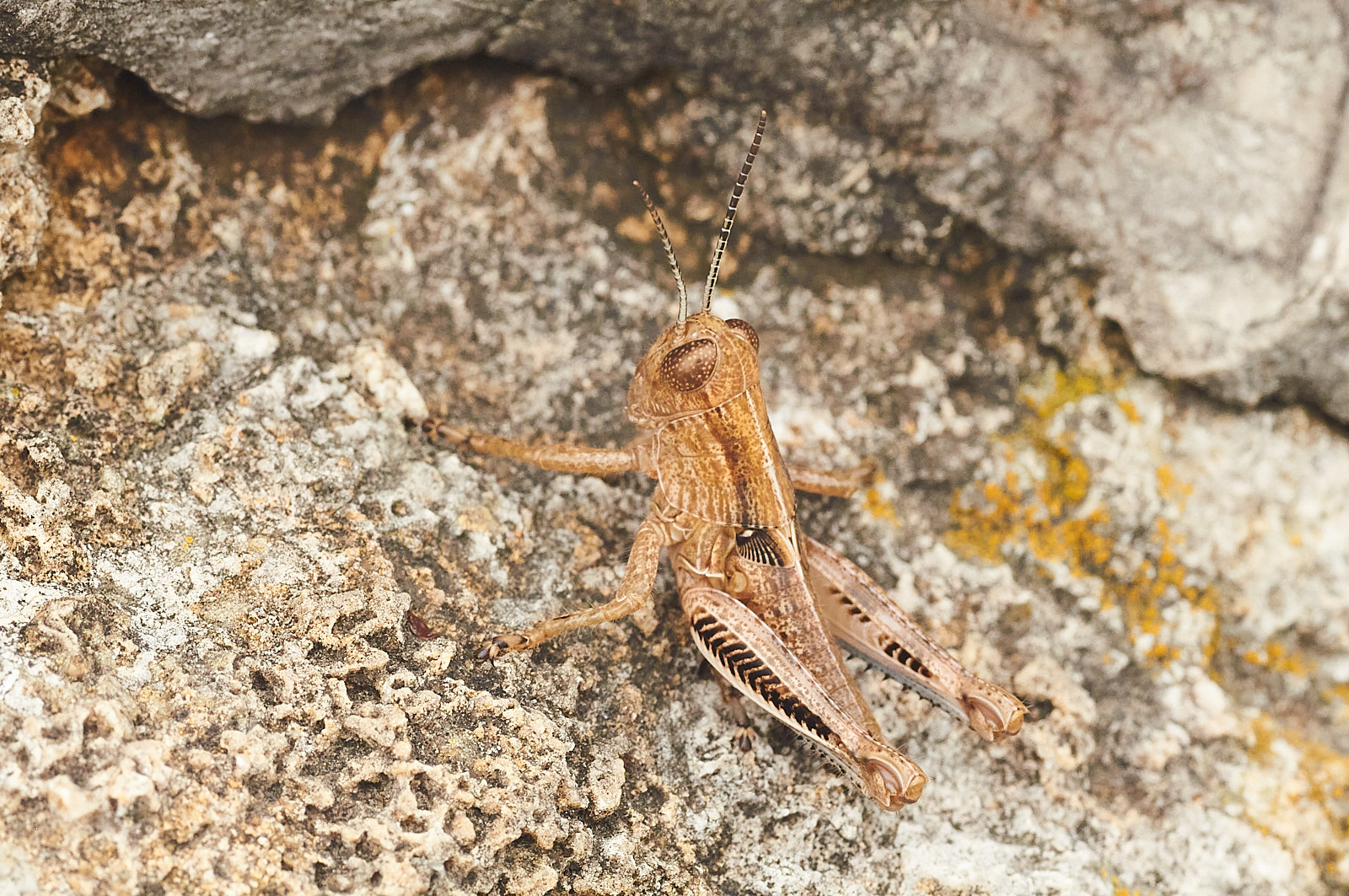Macro Close Up Nature