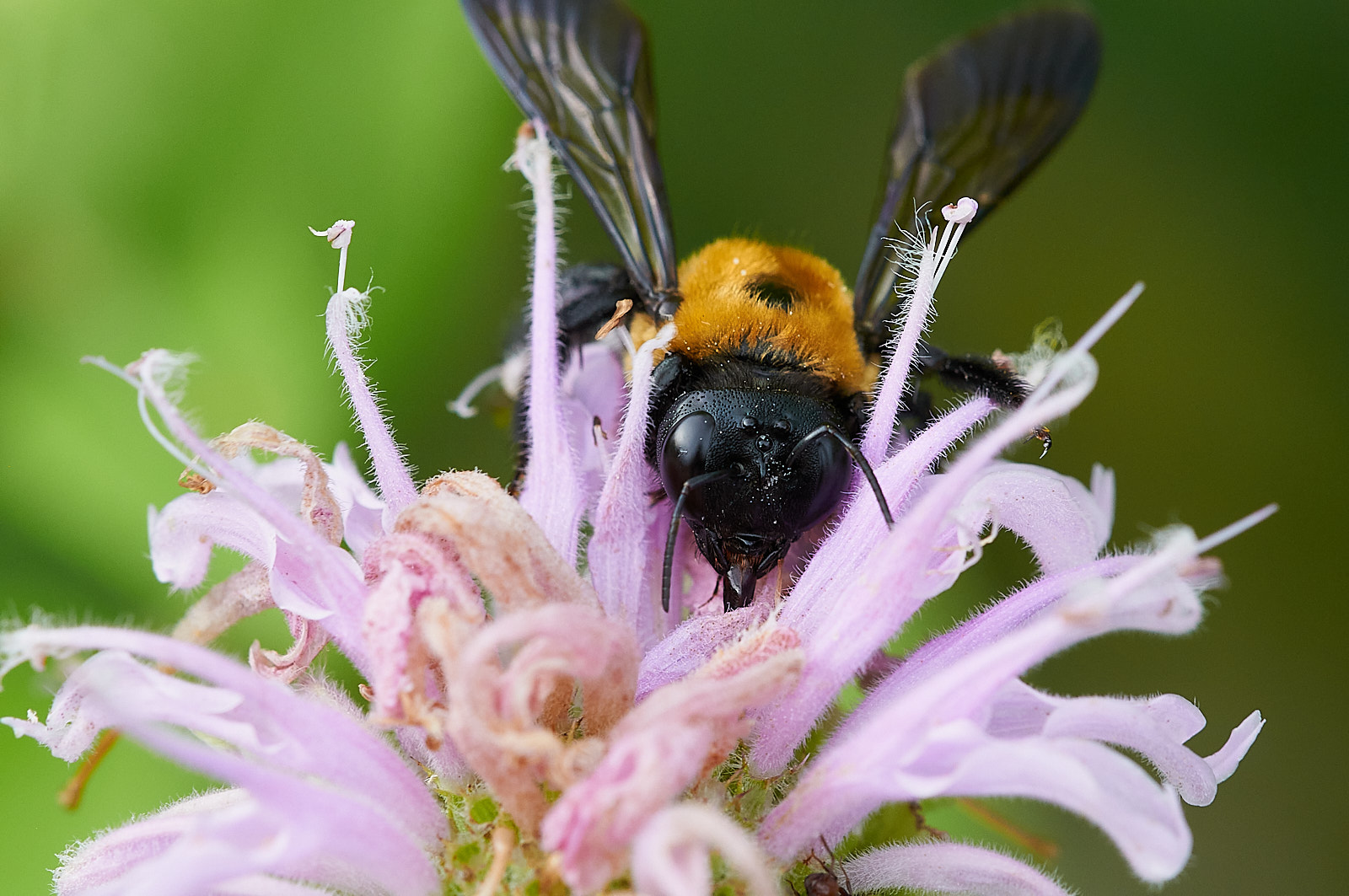 Macro Close Up Nature