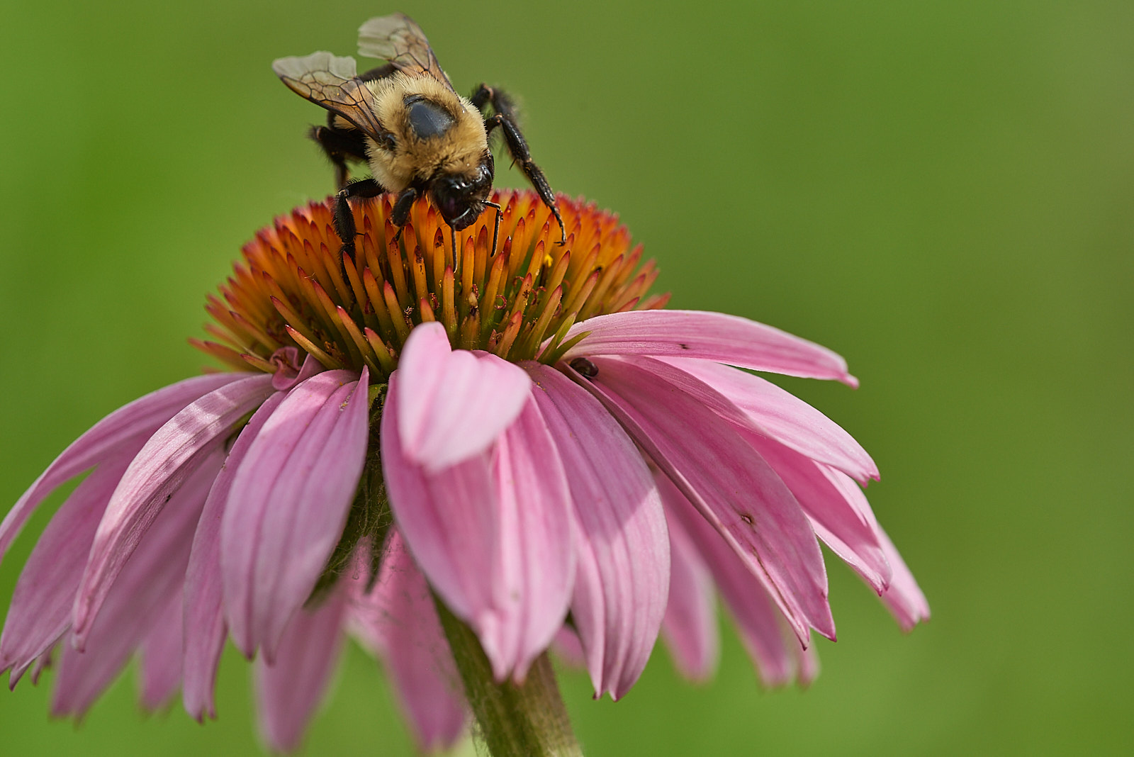 Macro Close Up Nature