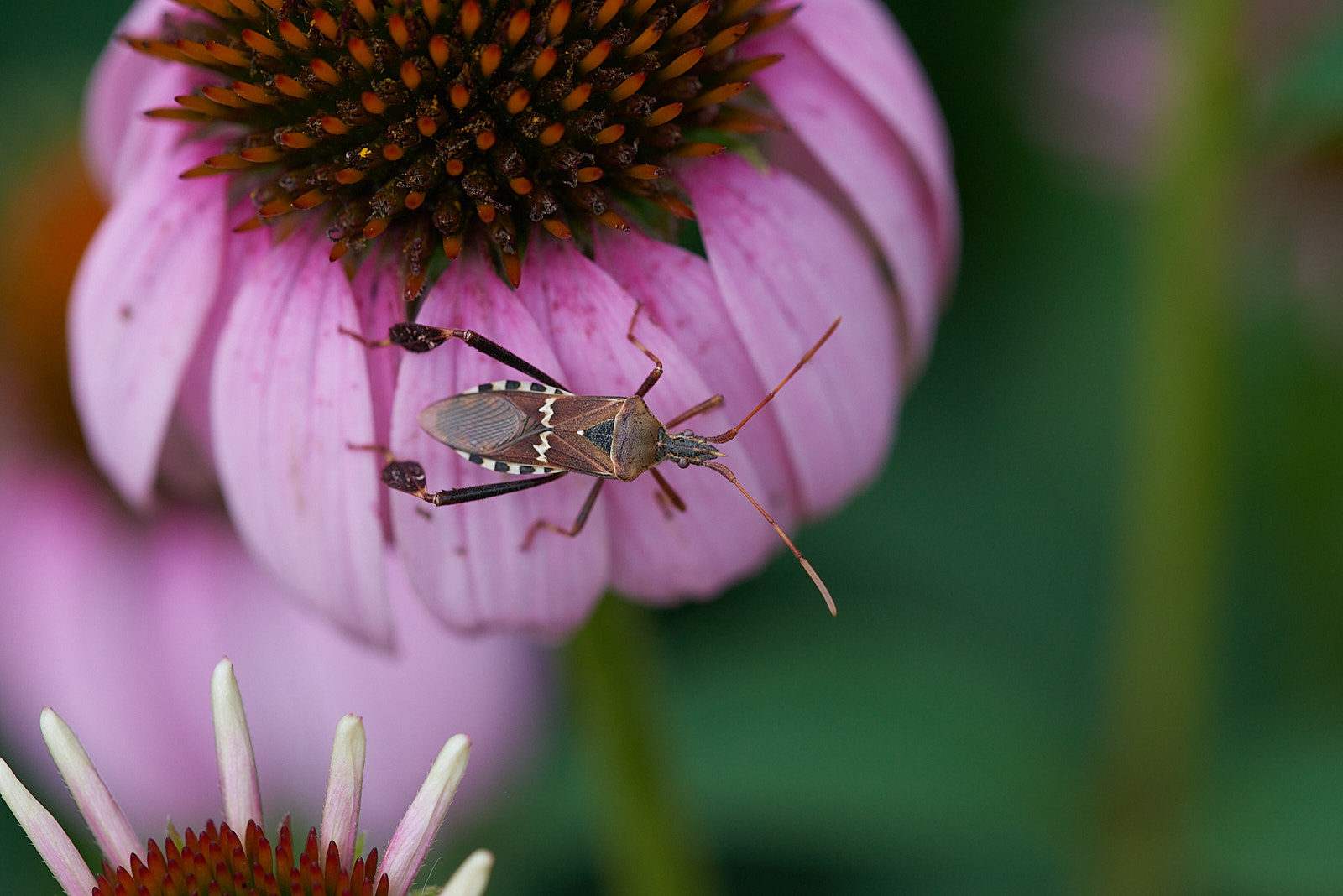 Macro Close Up Nature