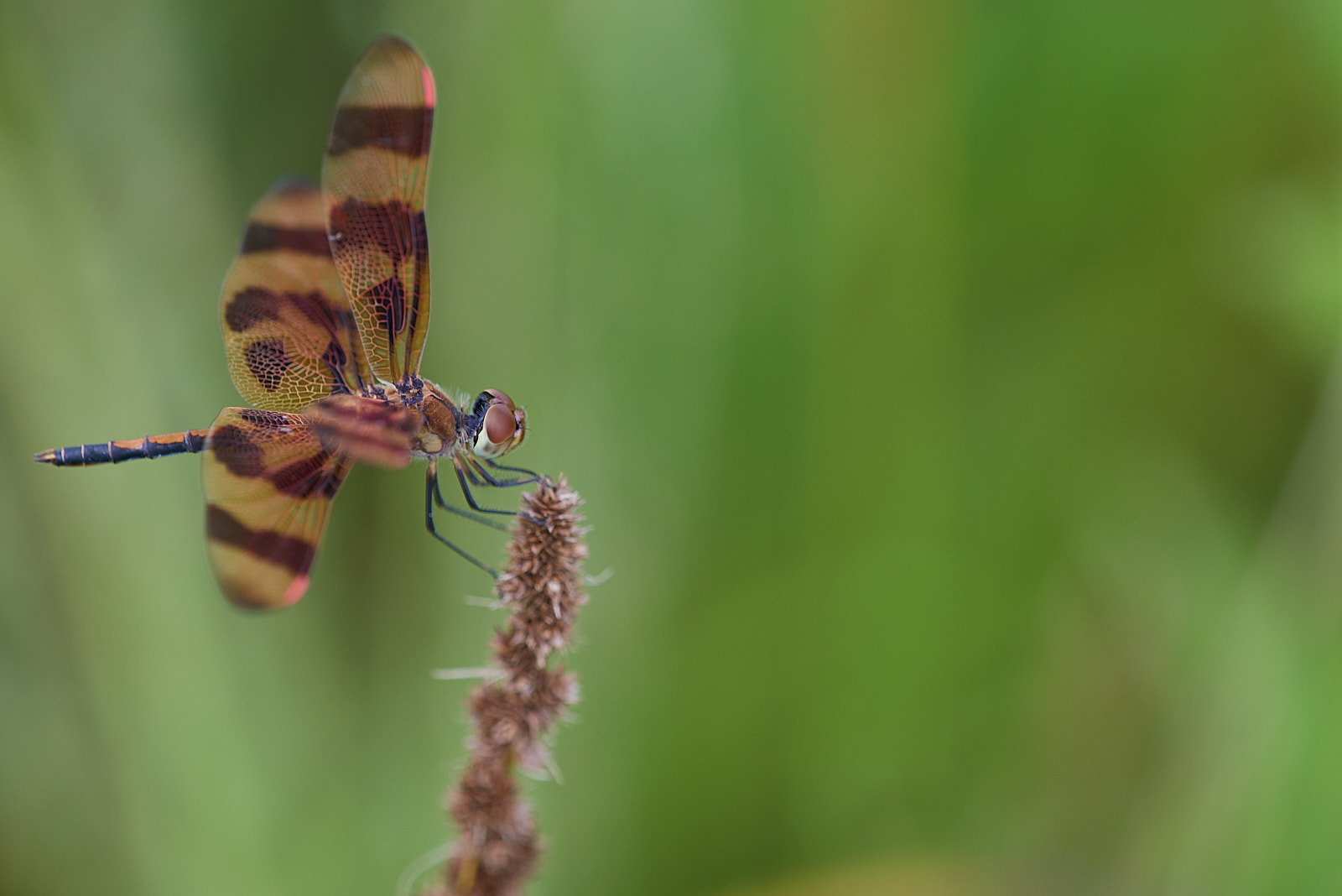 Macro Close Up Nature