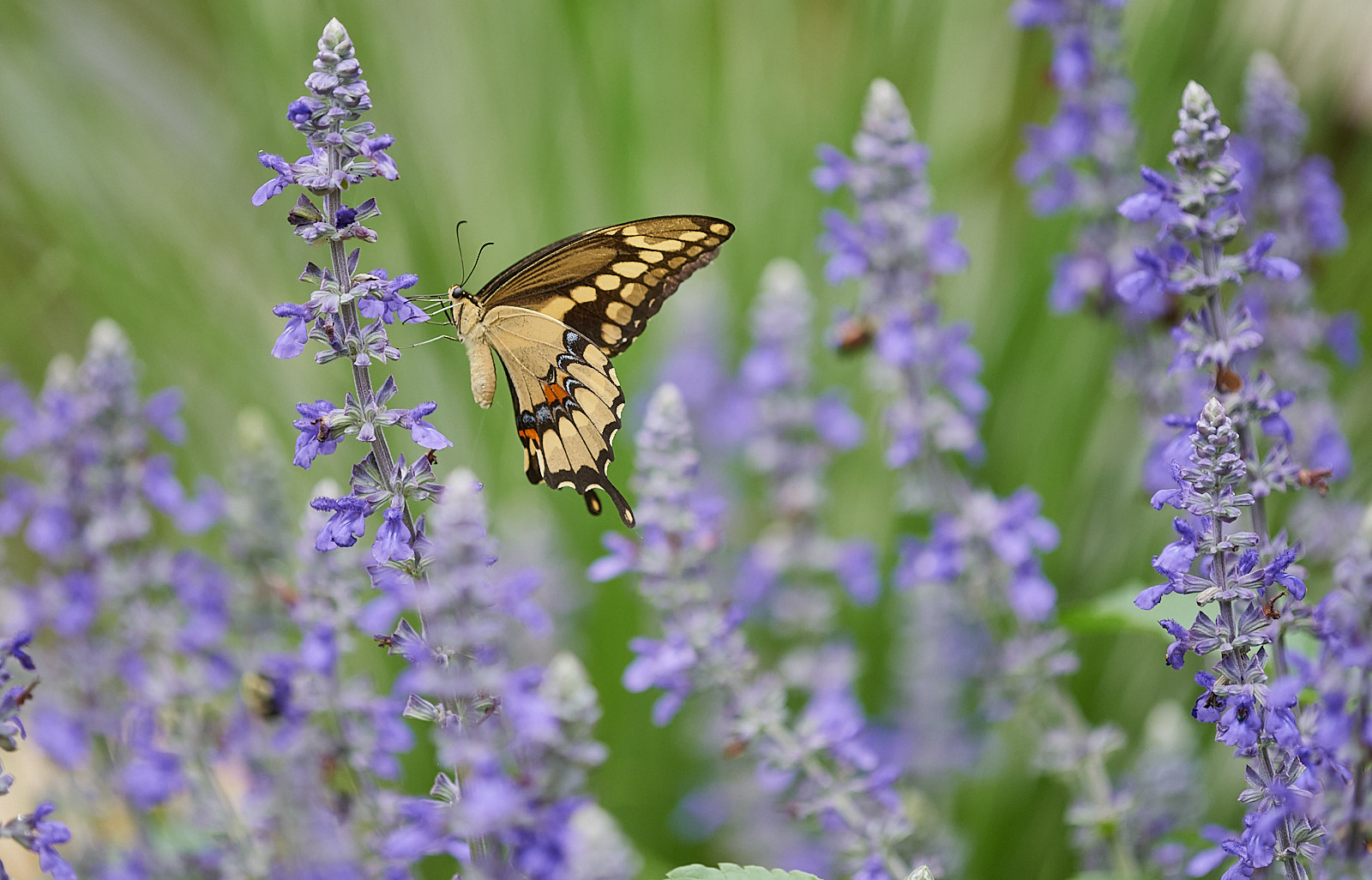 Macro Close Up Nature