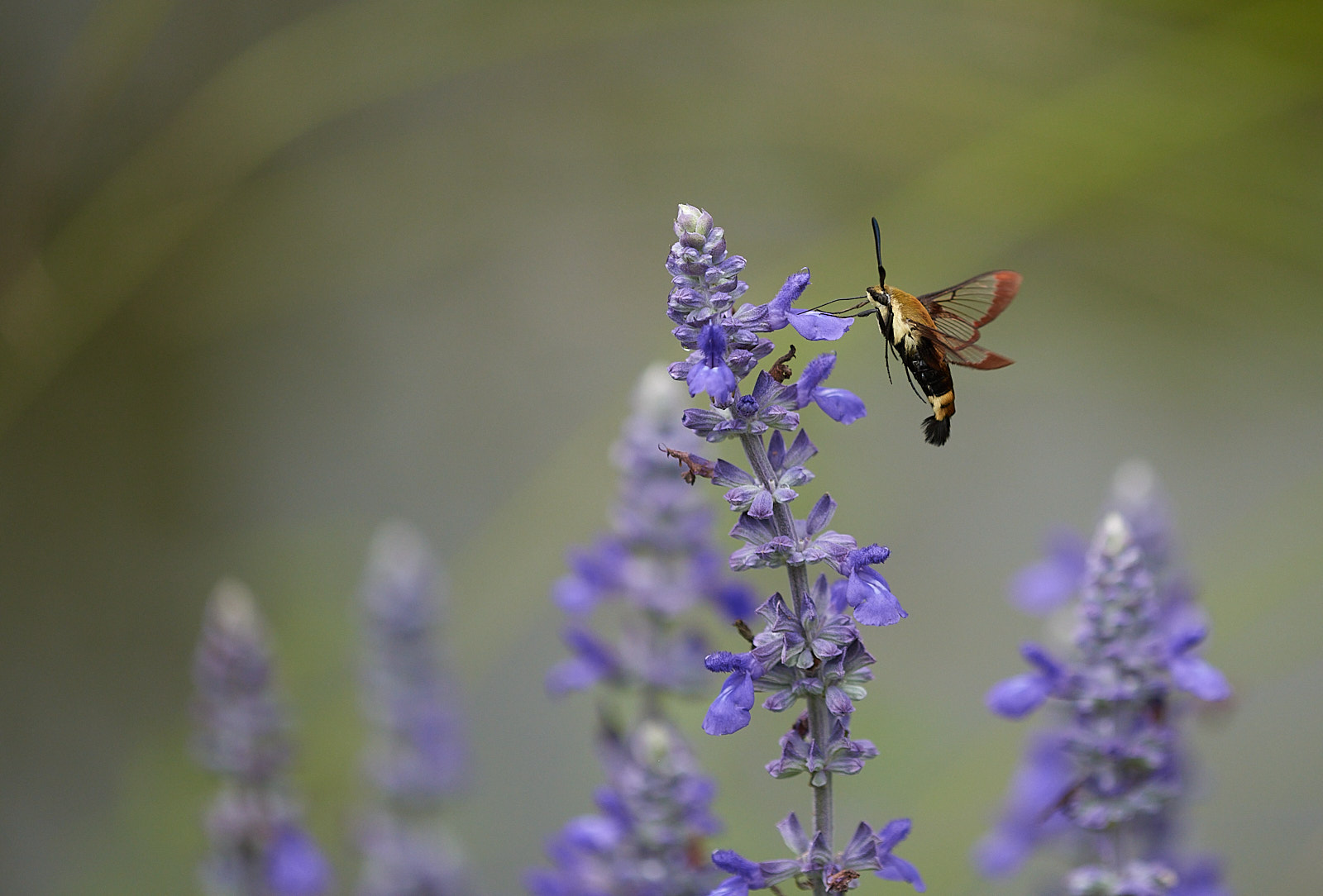 Macro Close Up Nature