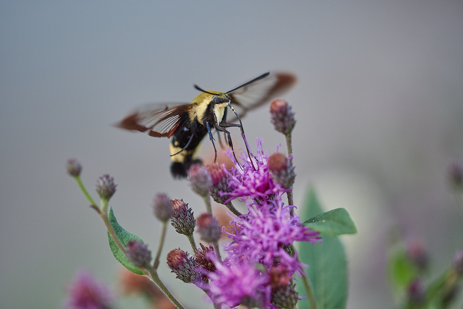 Macro Close Up Nature