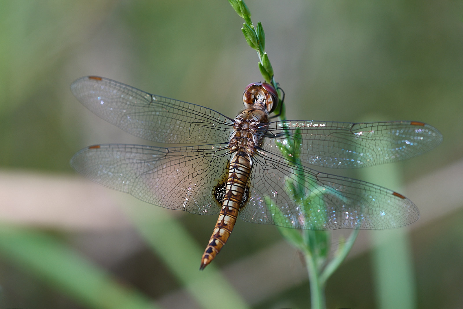 Macro Close Up Nature