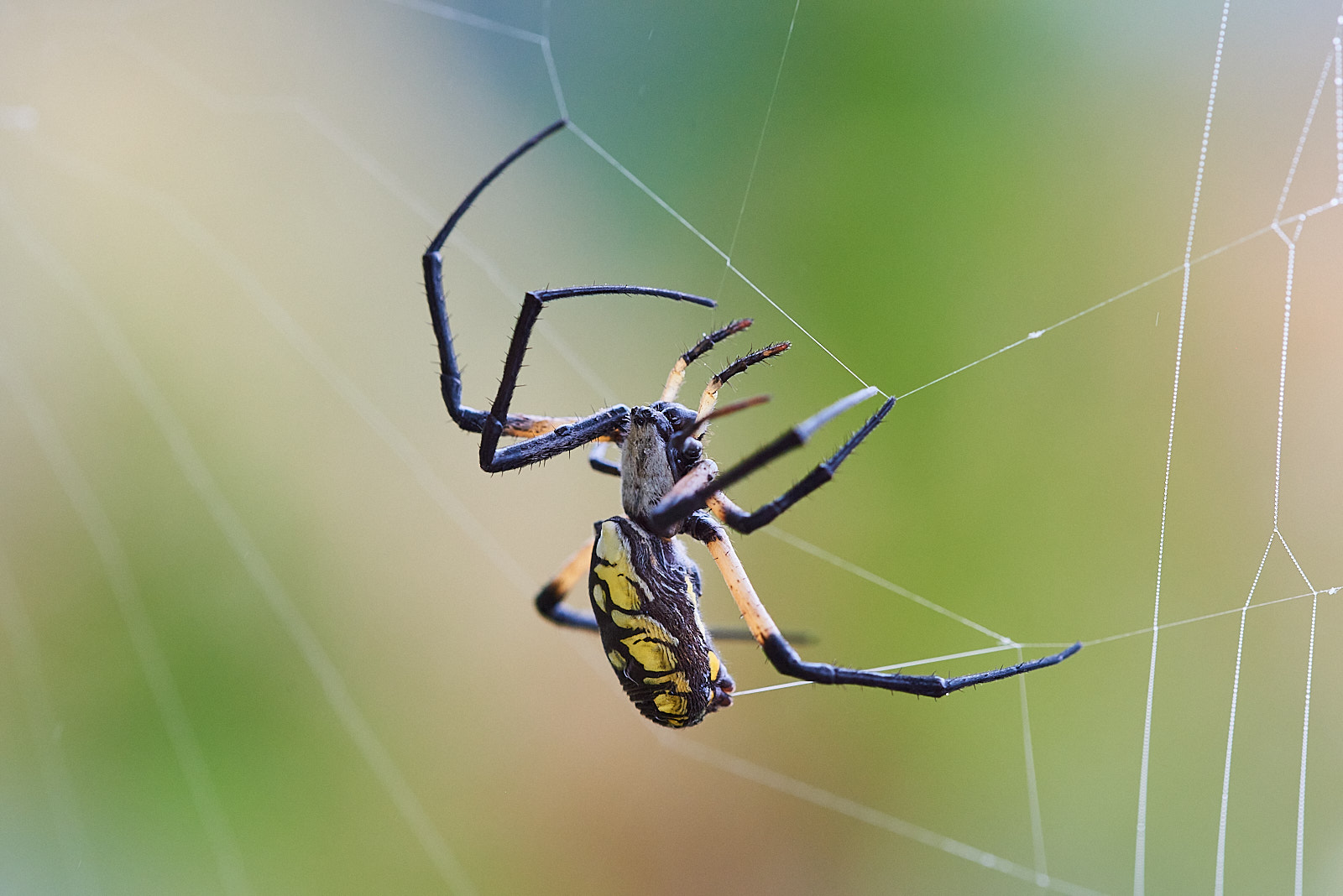 Macro Close Up Nature