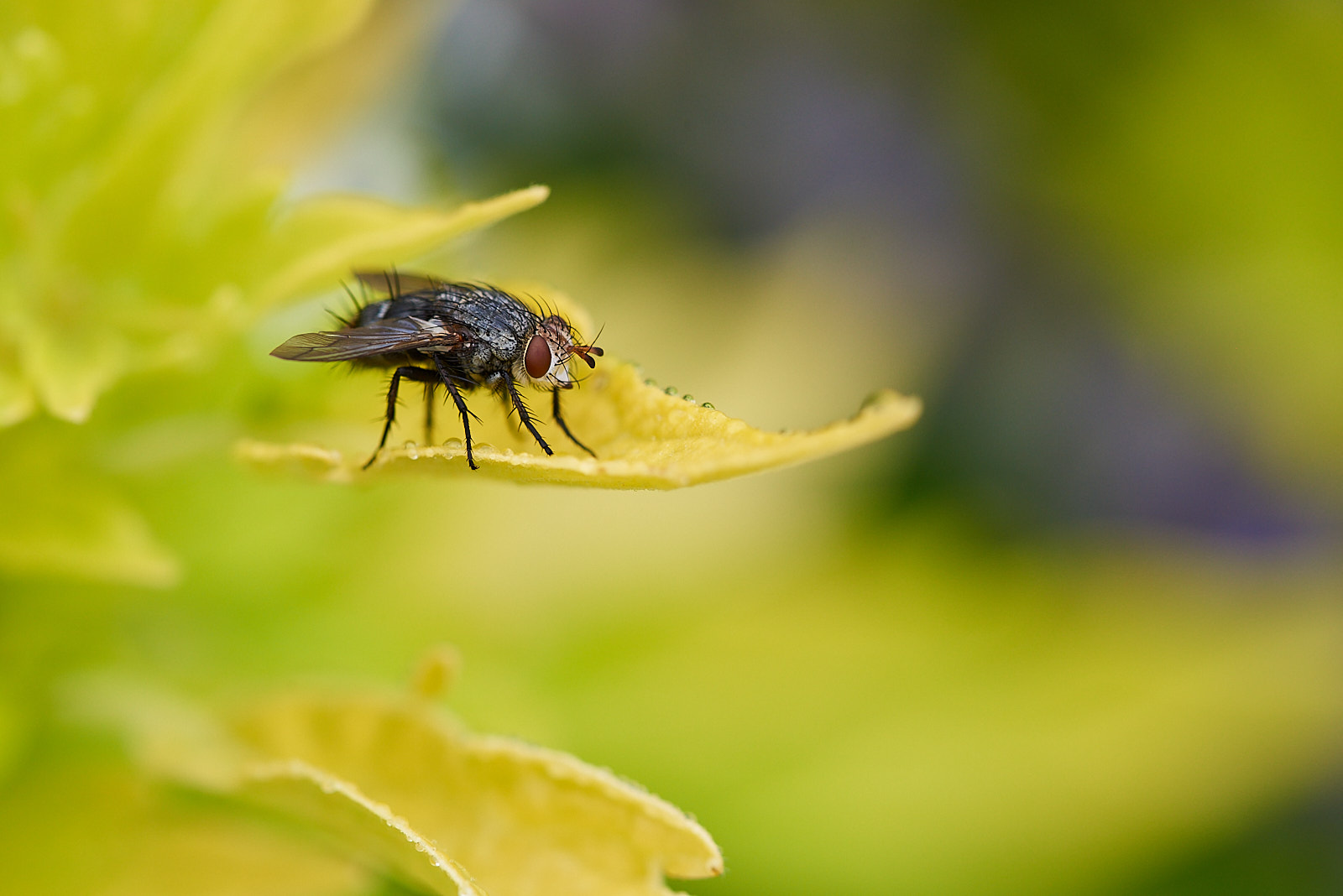 Macro Close Up Nature