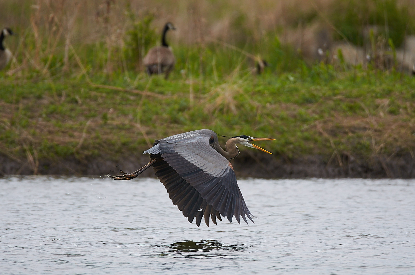 Great Blue Heron