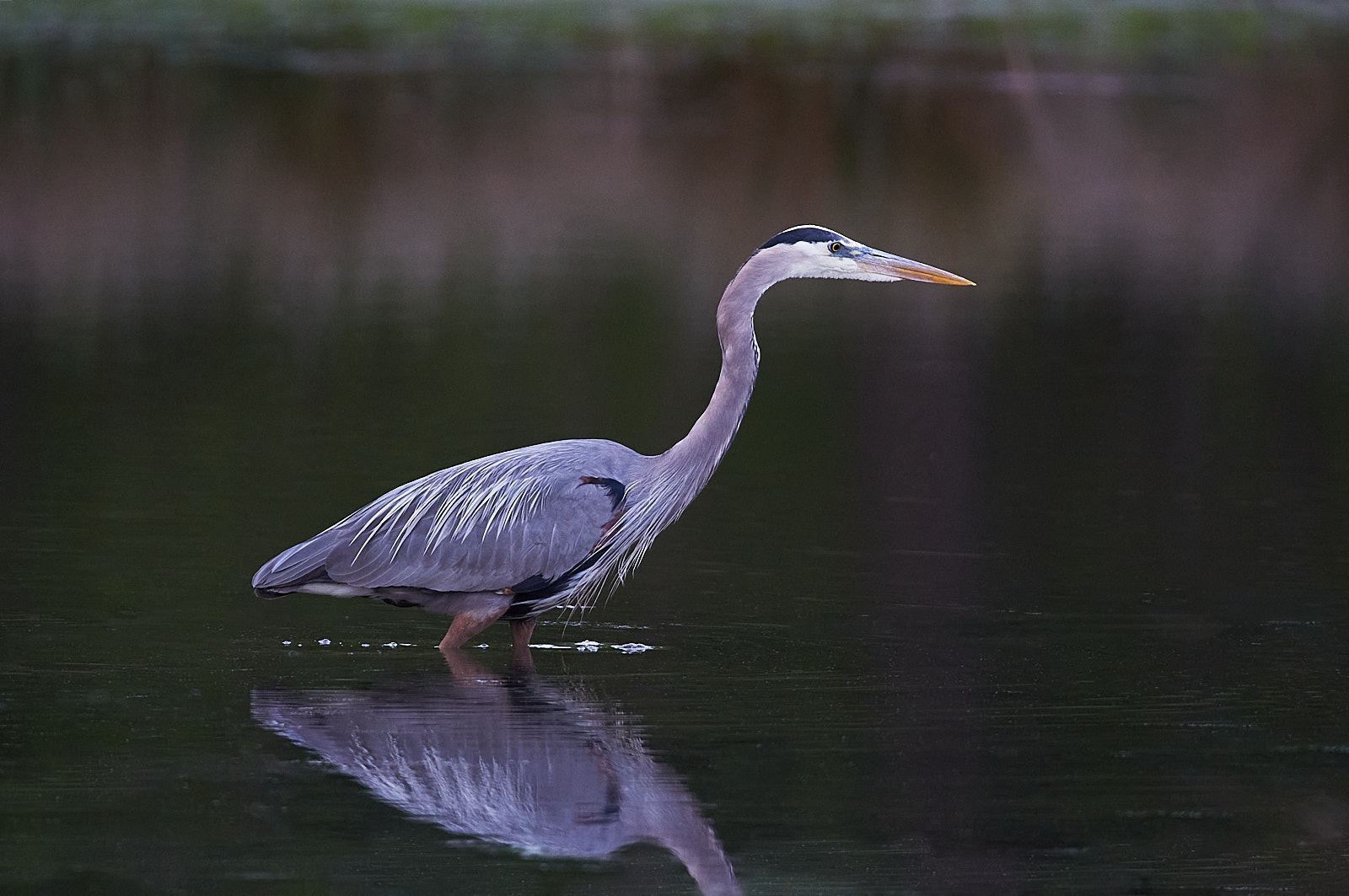 Great Blue Heron