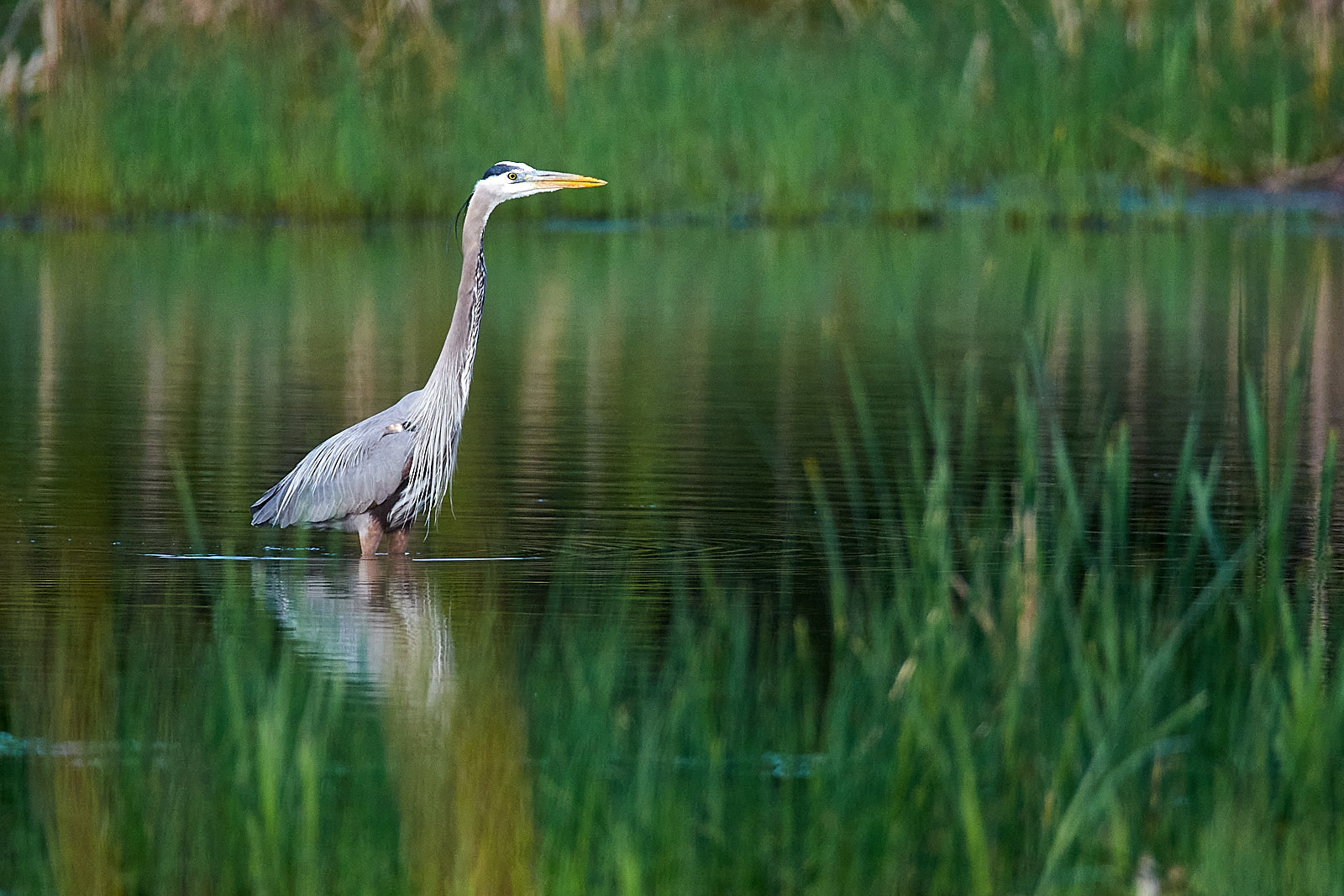 Great Blue Heron