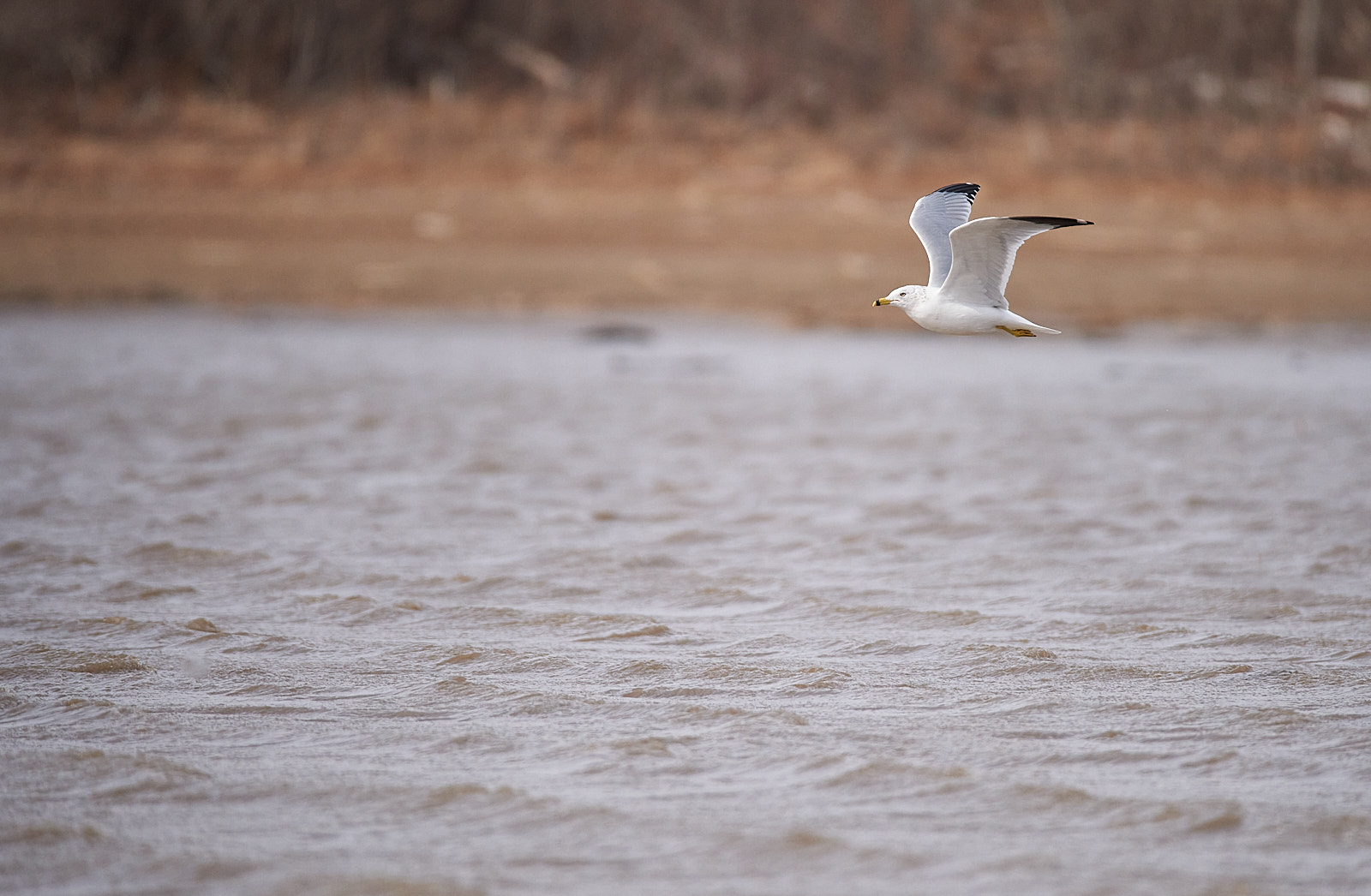 Ring-billed Gull