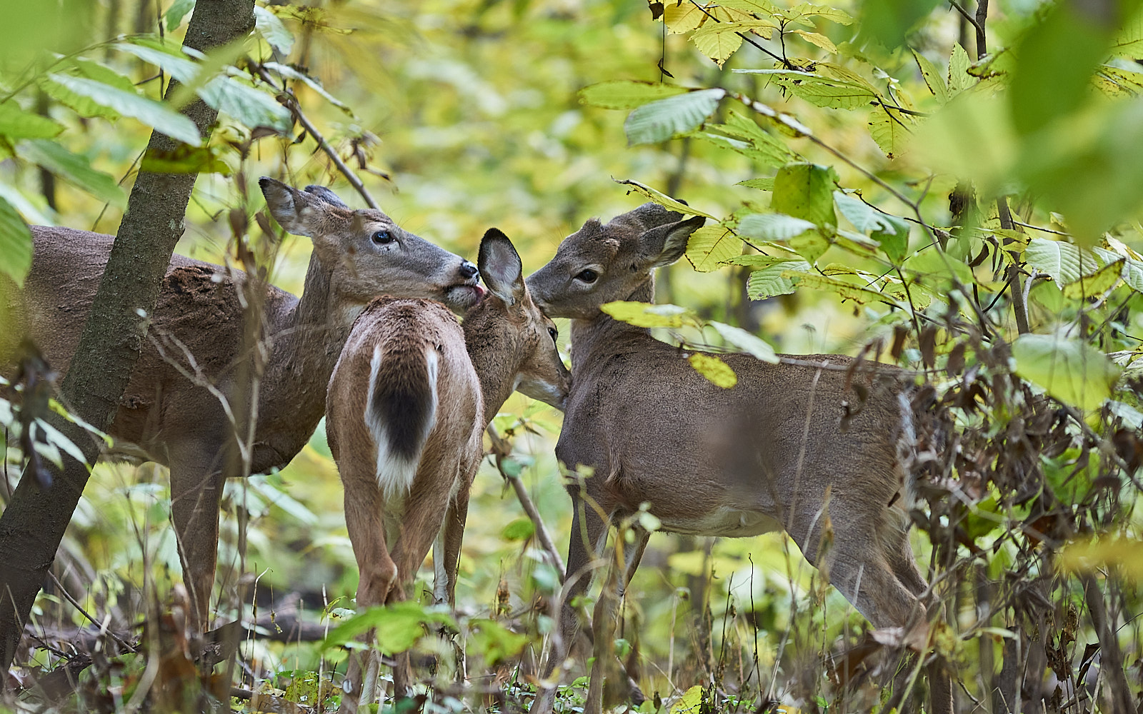 White-tailed Deer Social Grooming