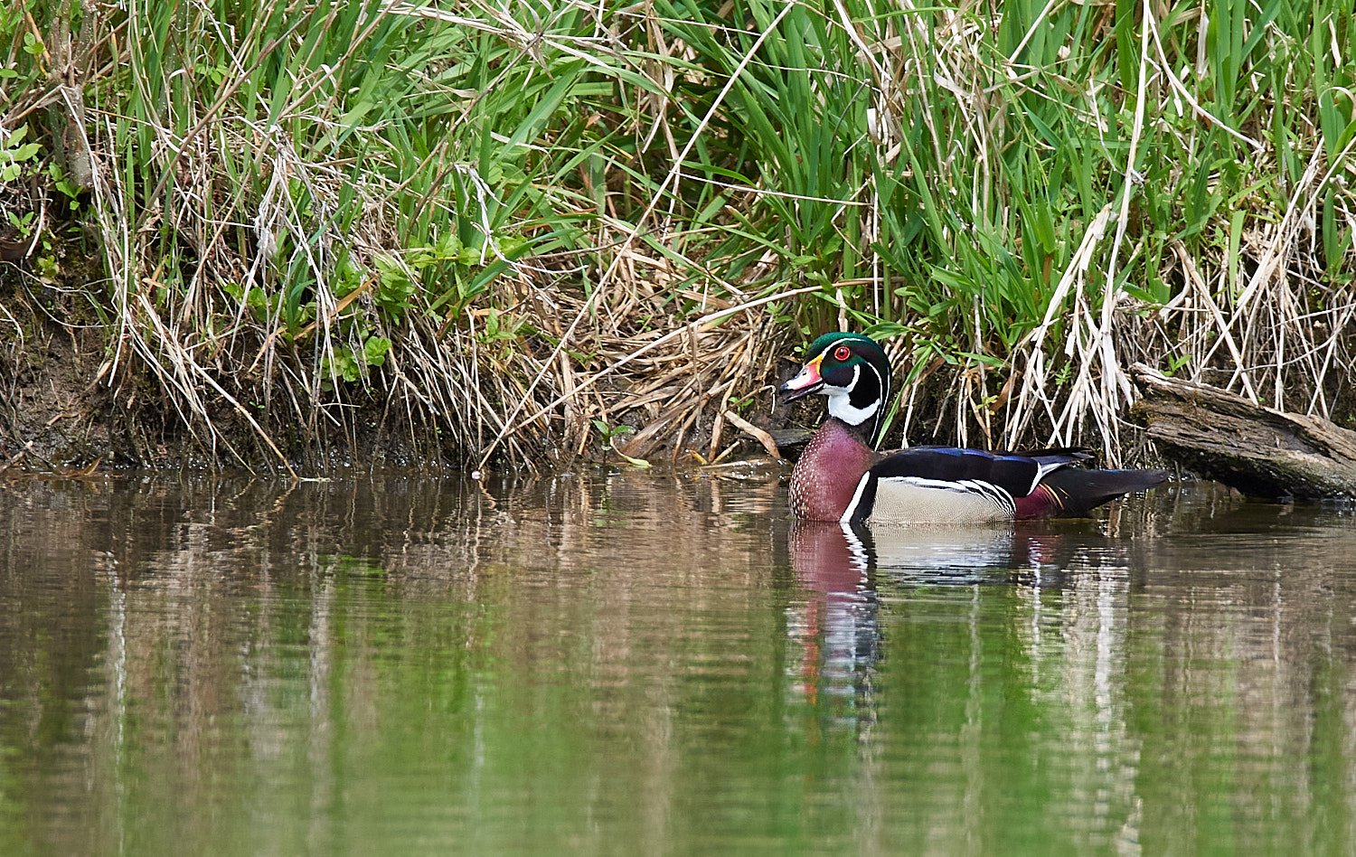 Male Wood Duck
