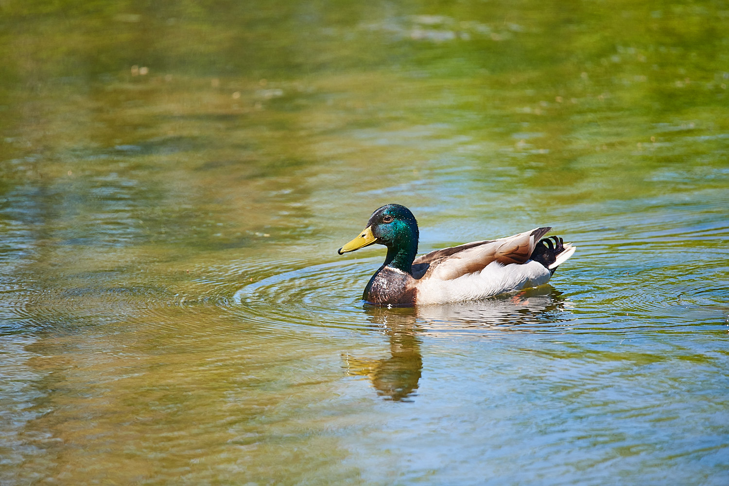 Mallard Duck Male