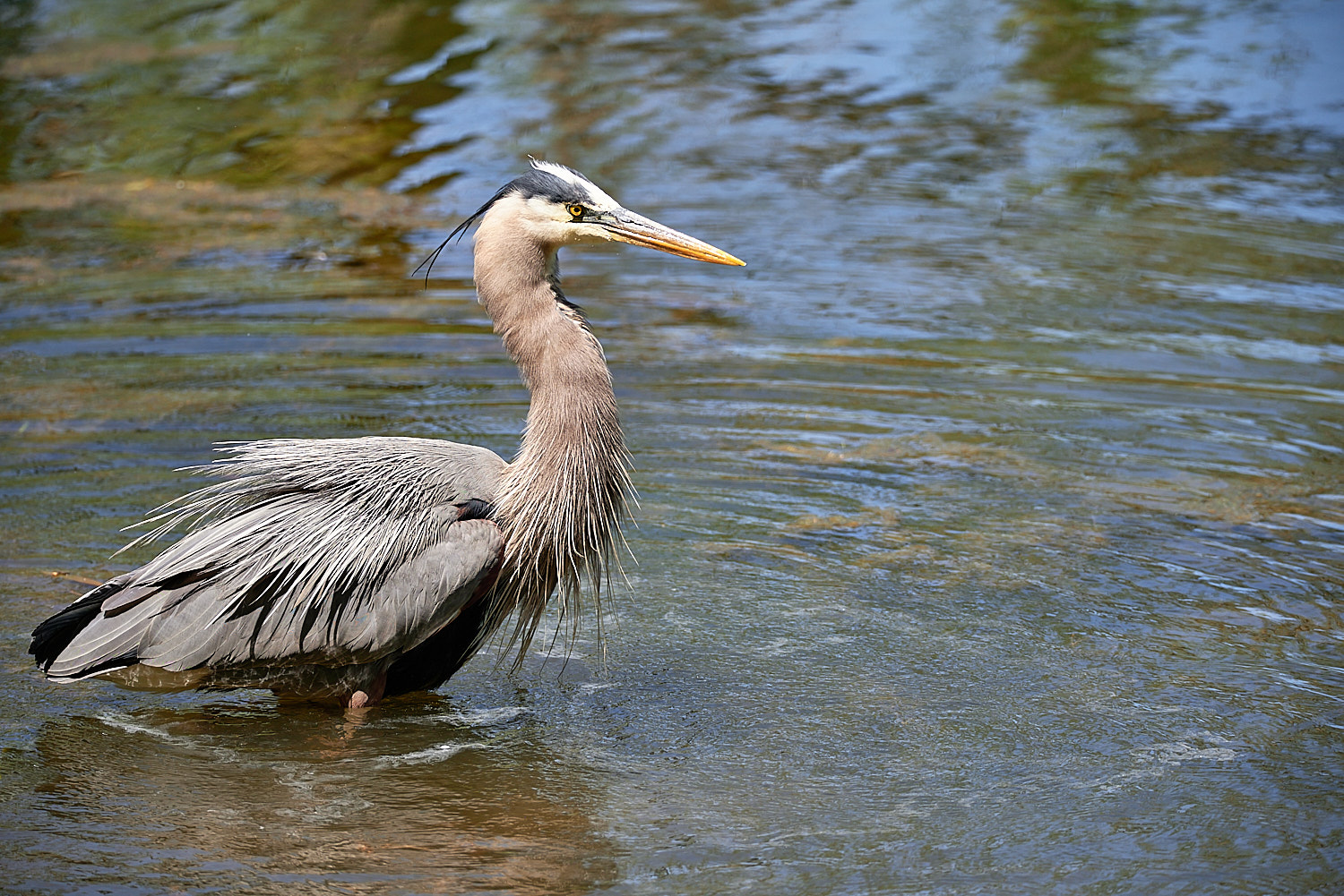 Male and Female Mallard Duck Pair