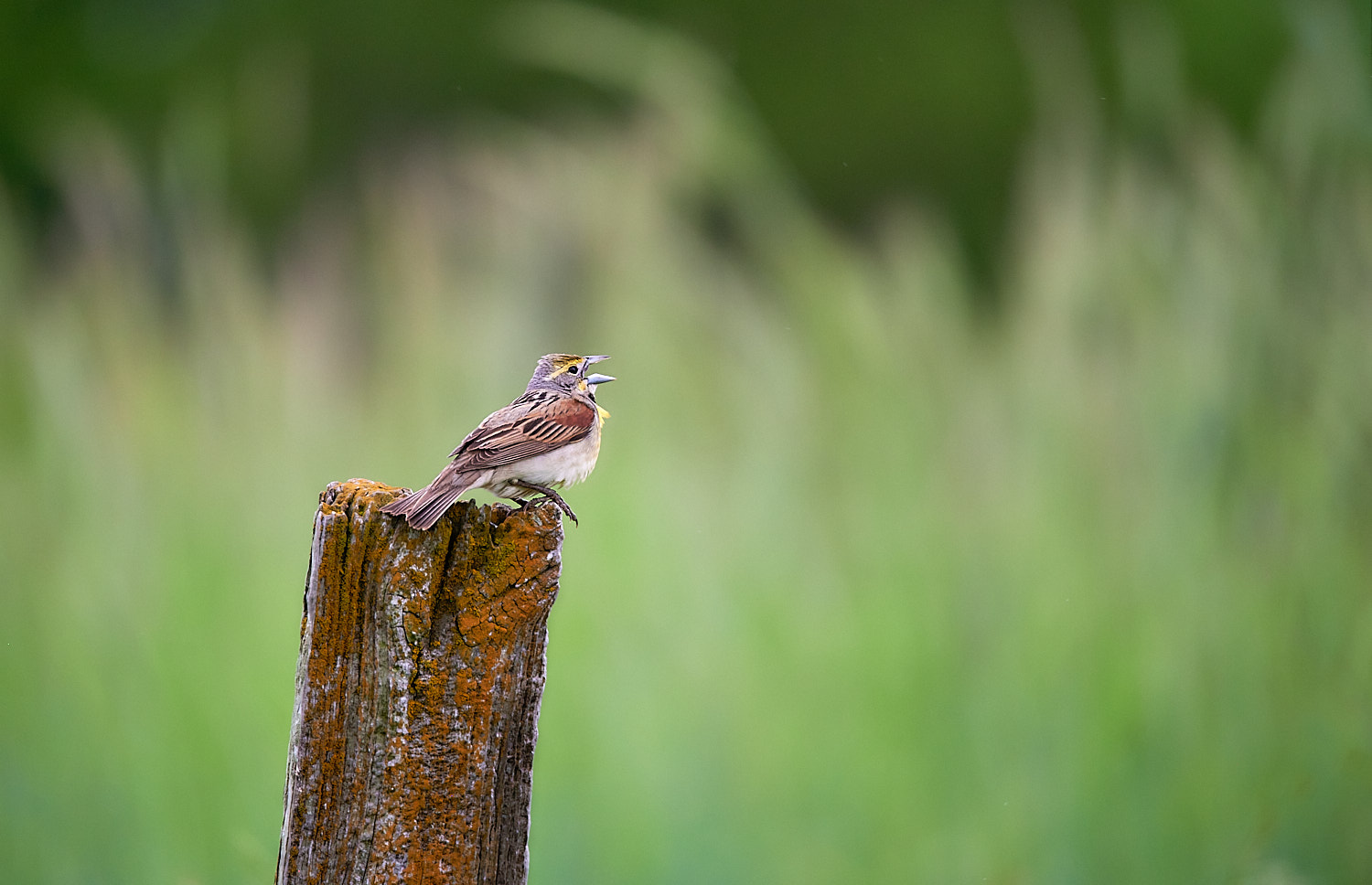 Dickcissel