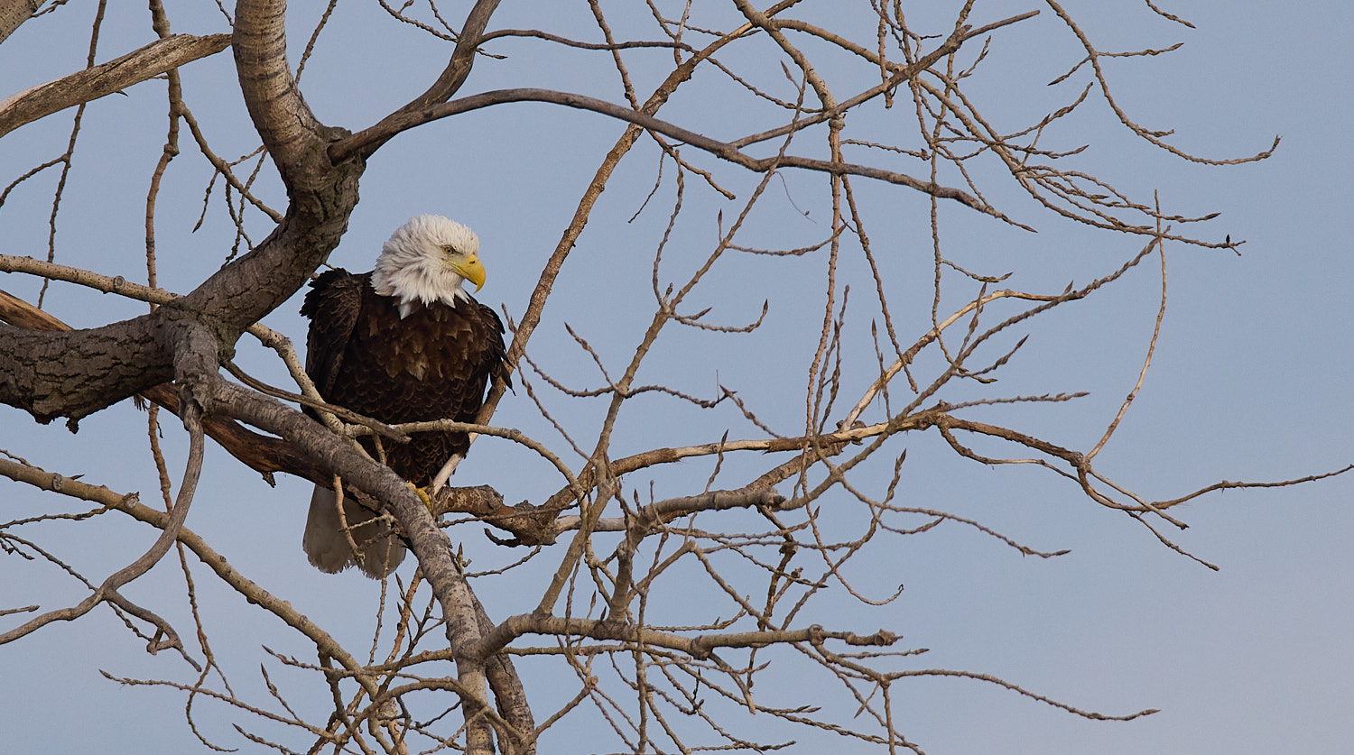 Mature Bald Eagle perched in tree branches.