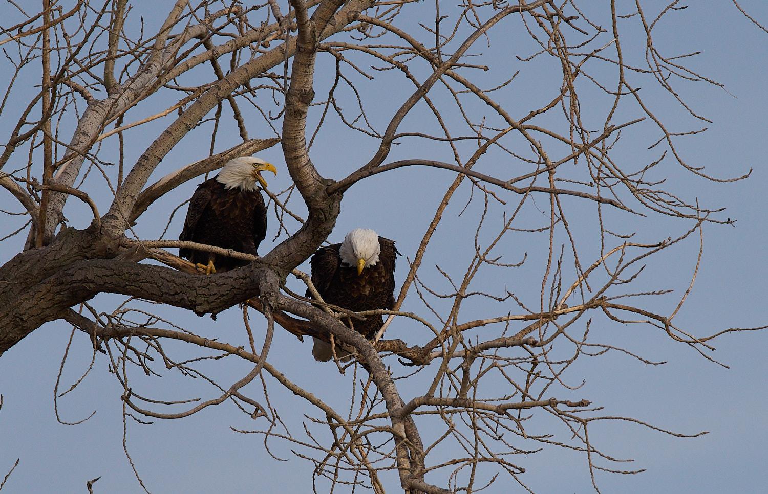 Two Mature Bald Eagles perched high in tree.