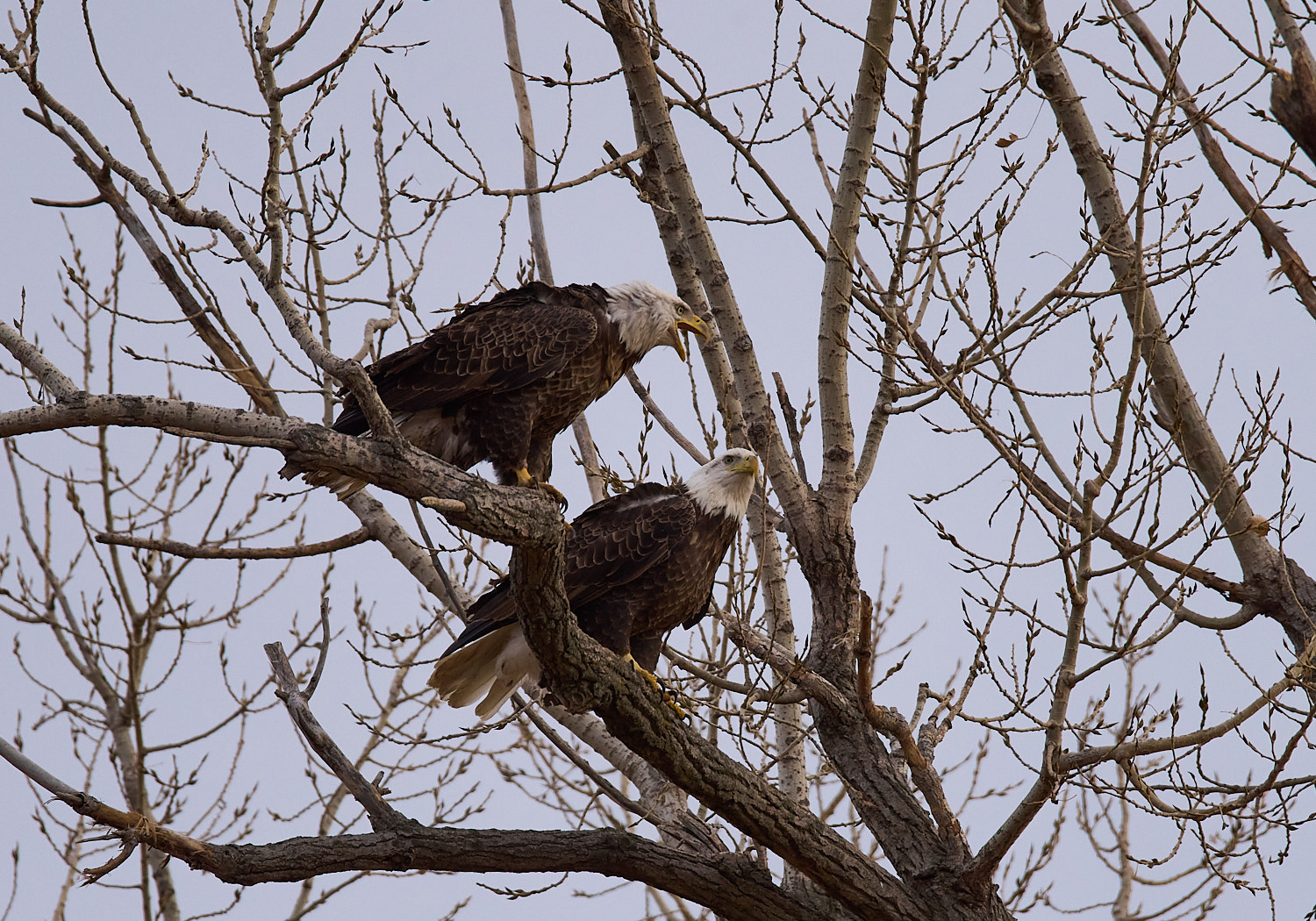 Two Mature Bald Eagle's perched in tree branches.