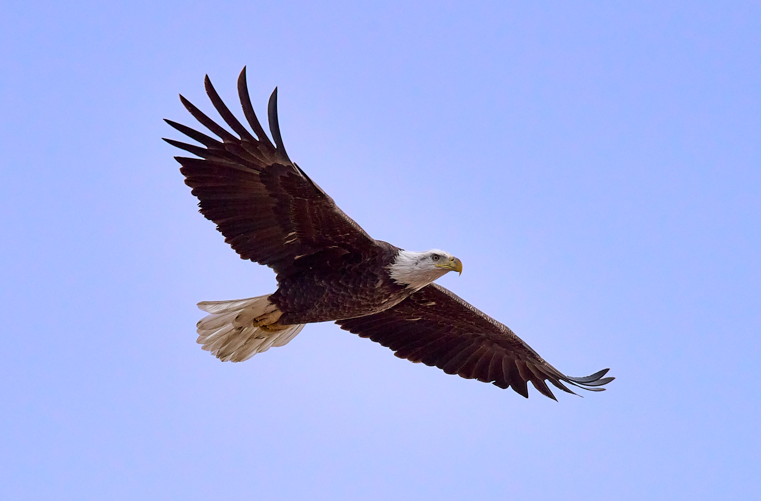 Mature Bald Eagle soaring in a clear blue sky.