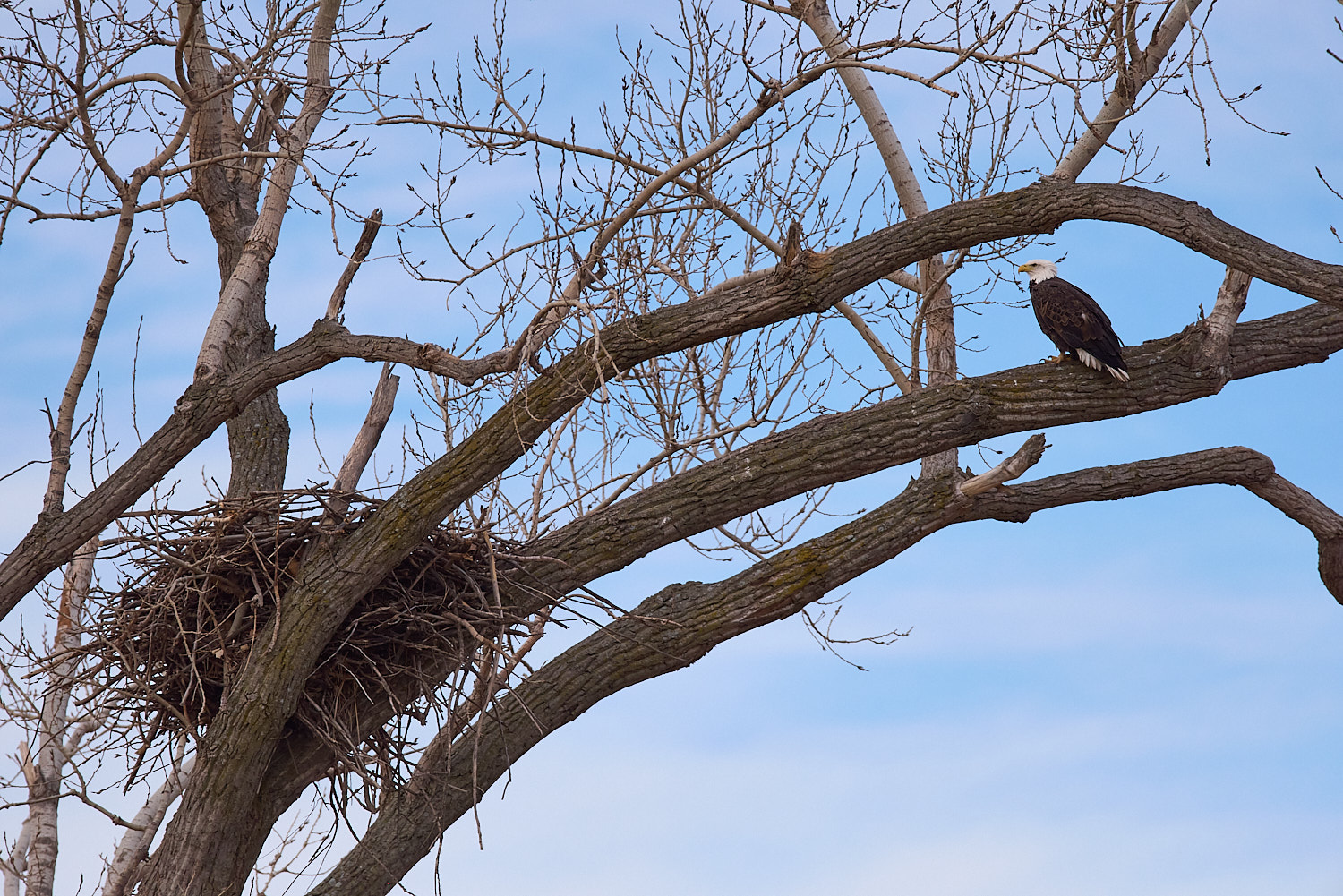 Mature Bald Eagle watching the nest in tree branches.