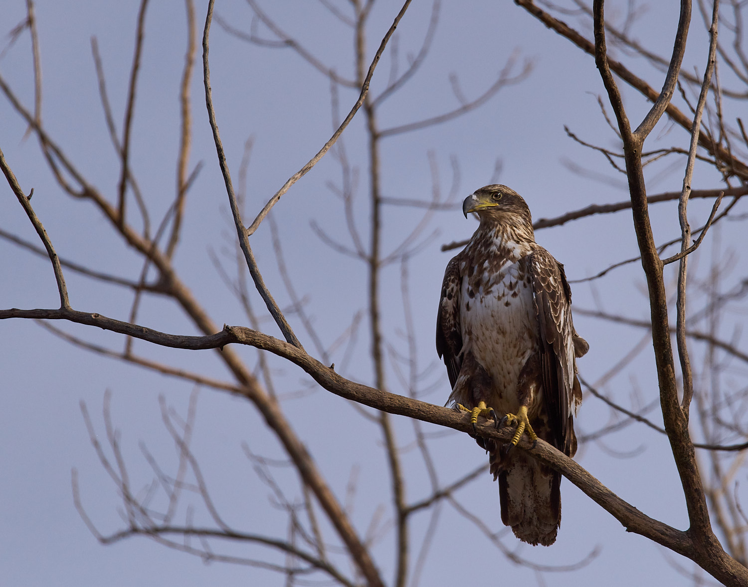 Nice Immature Mature Bald Eagle perched high in a tree.