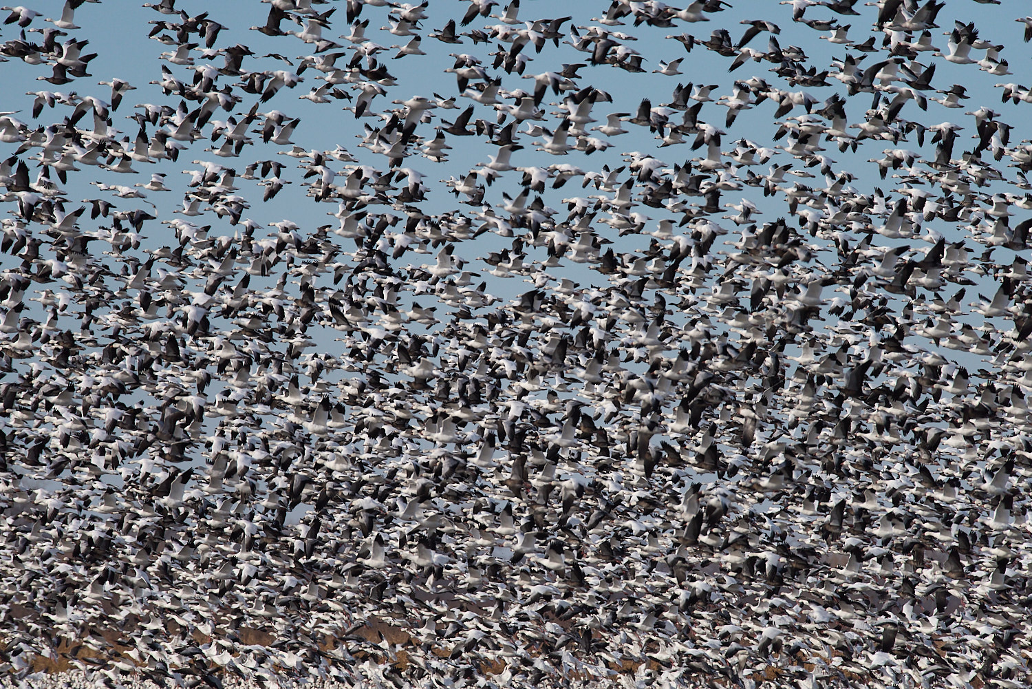 Mass Snow Geese take off.