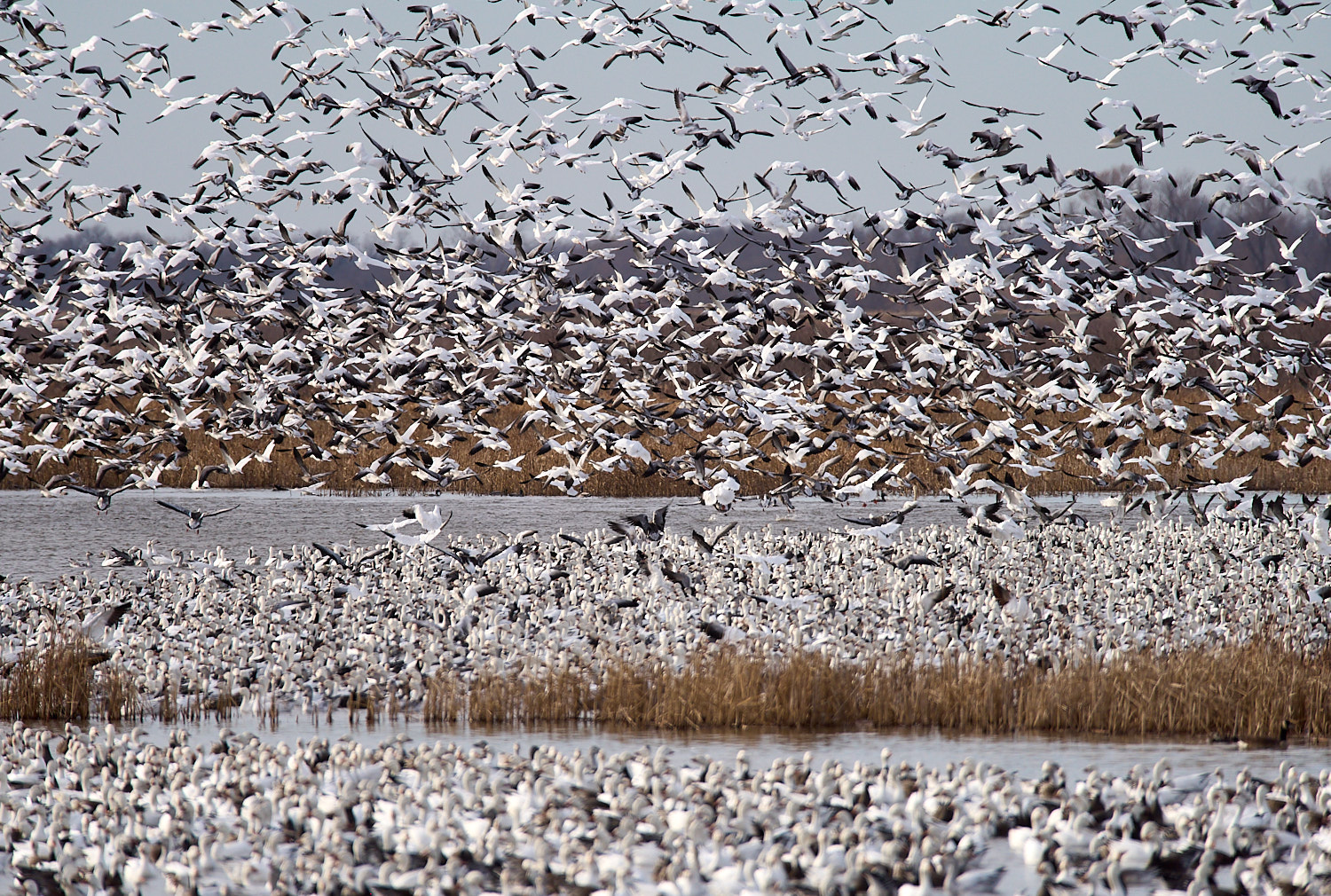 Mass Snow Geese take off with foreground Snow geese.