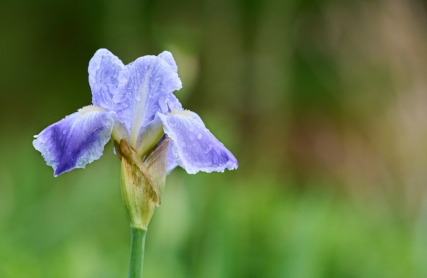 Mature Doe on alert stomping hind leg
