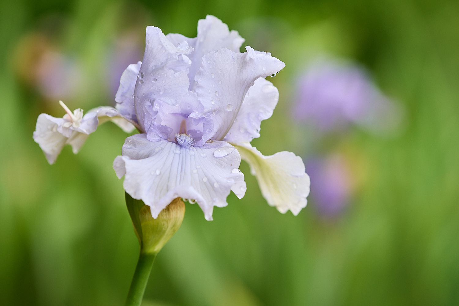 Doe on alert sniffing the air.