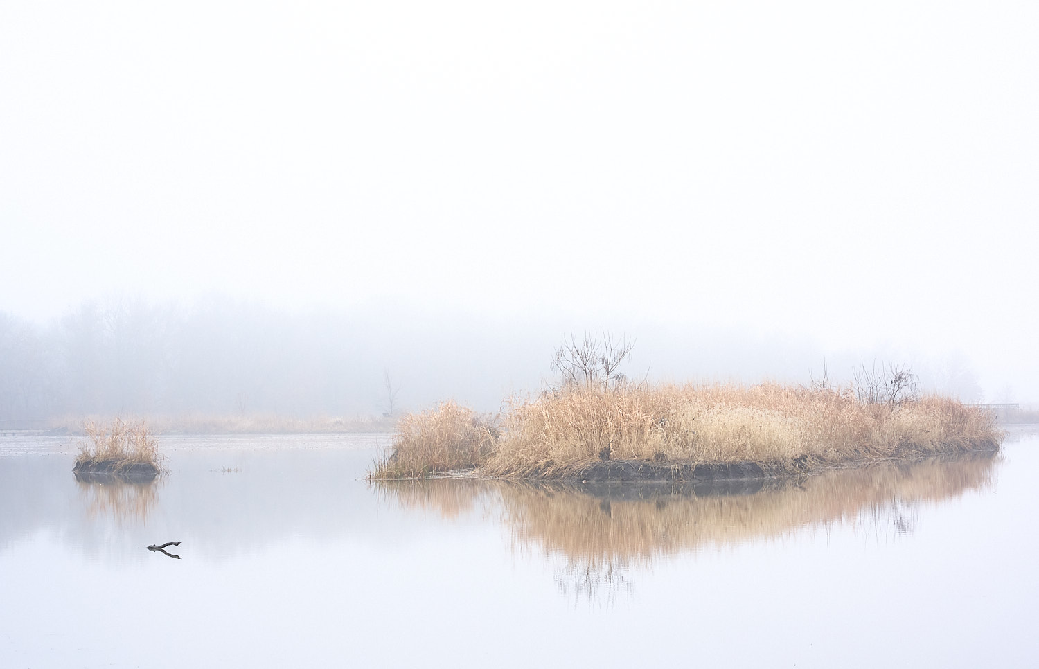 Three Trumpeter Swans in marshland at Loess Bluffs NWR.