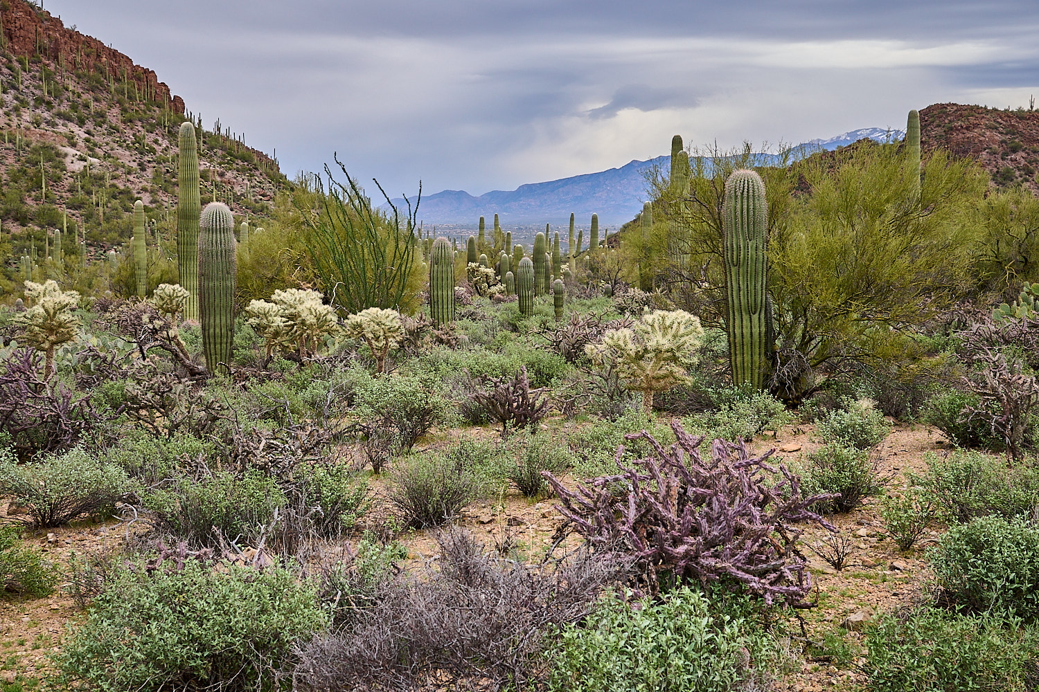 Immature Bald Eagle in flight at Loess Bluffs NWR.
