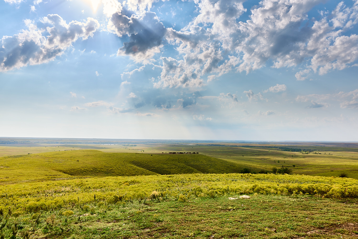 Kansas Flint Hills Wild Horse Herd