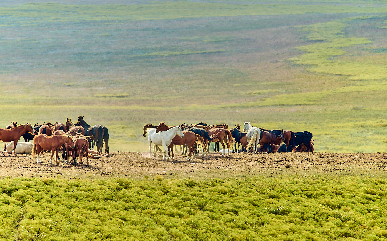 Mature Bald Eagle perched high on a branch with blue sky for the background.