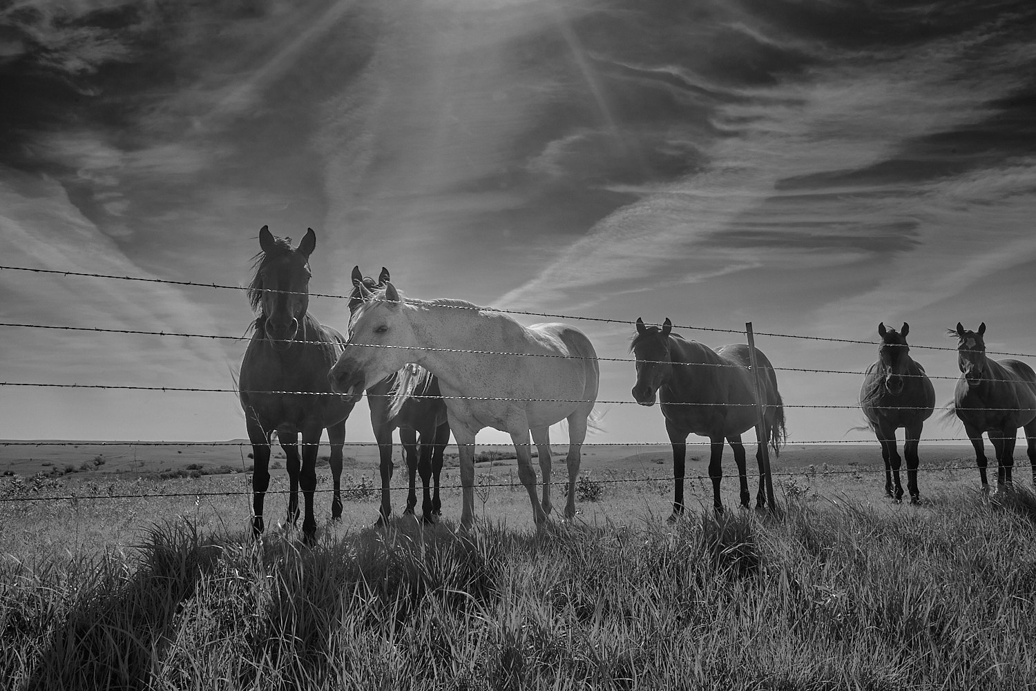 Mature Bald Eagle sheltered in a tree.